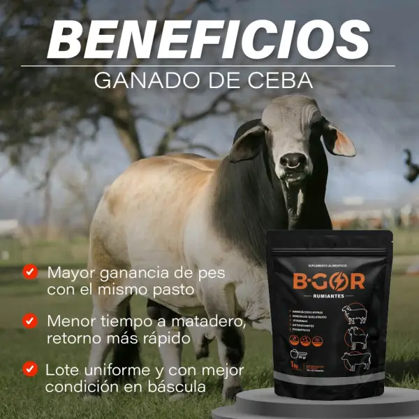Beneficios B-GOR para ganado de ceba